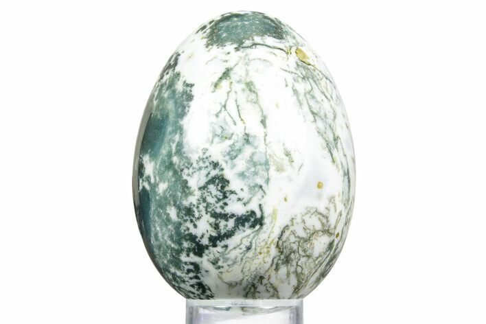 Polished Tree Agate Egg - India #356332
